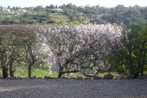 Blühende Mandelbäume, überall an der Algarve