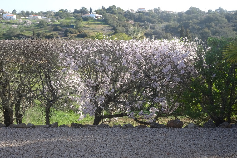 Blühende Mandelbäume, überall an der Algarve